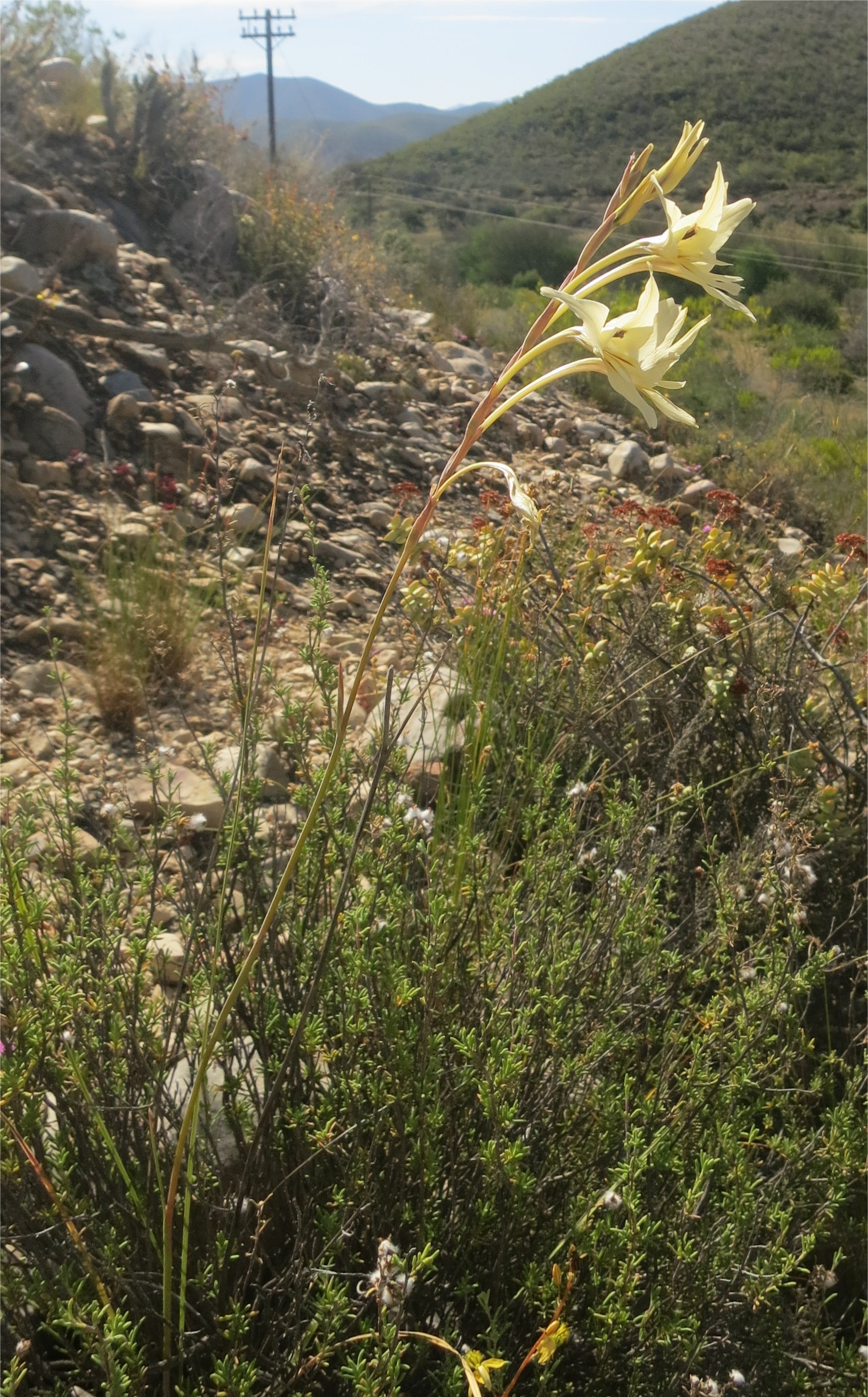 Gladiolus leptosiphon